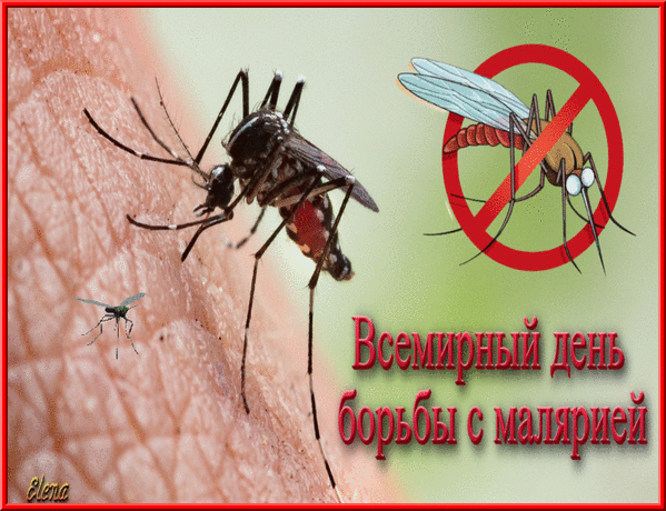 Картинки со Всемирным днем борьбы против малярии (13 открыток). Гифки