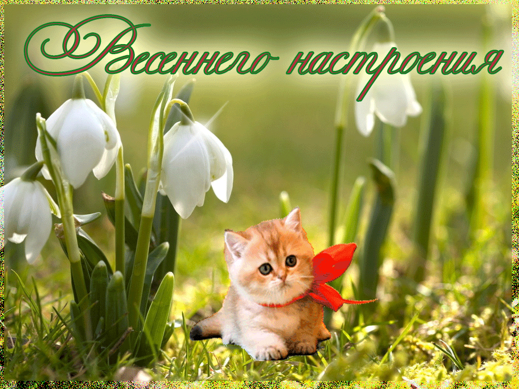 Картинки с Днем подснежника (70 открыток). Гифки
