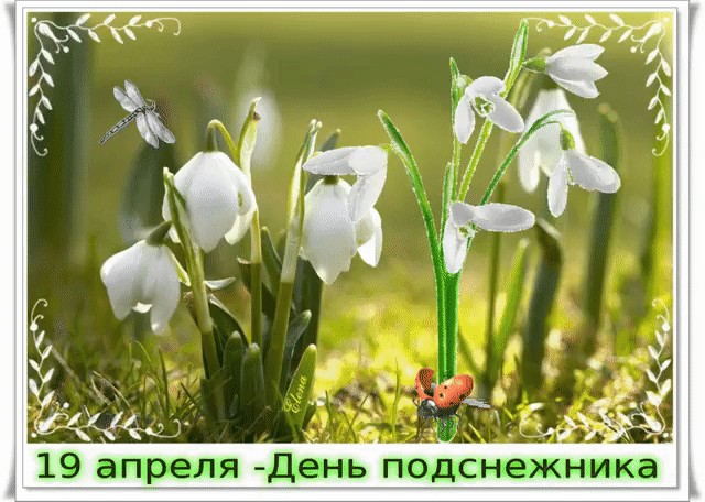 Картинки с Днем подснежника (70 открыток). Гифки