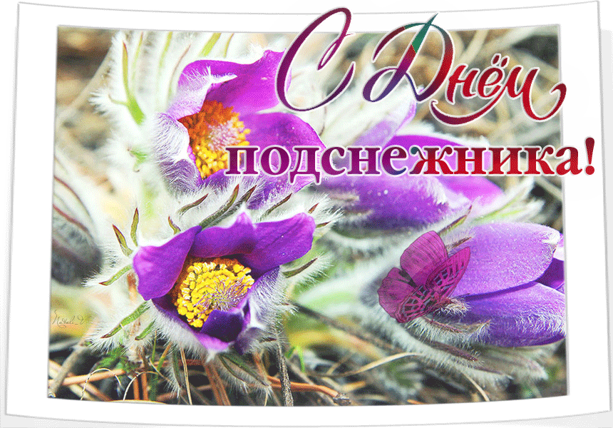 Картинки с Днем подснежника (70 открыток). Гифки
