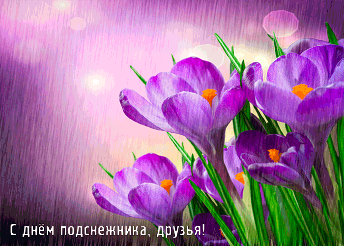 Картинки с Днем подснежника (70 открыток). Гифки