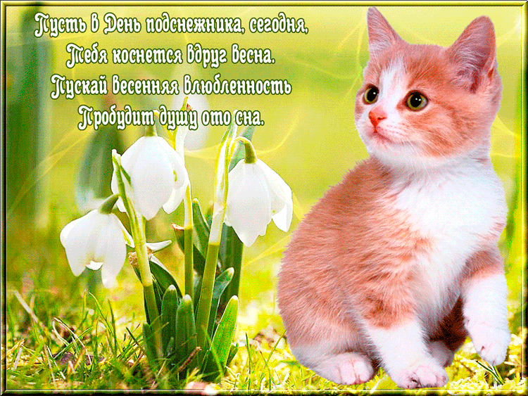 Картинки с Днем подснежника (70 открыток). Гифки