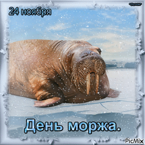 Картинки и открытки с Днем моржа. Гифки с Днём моржа
