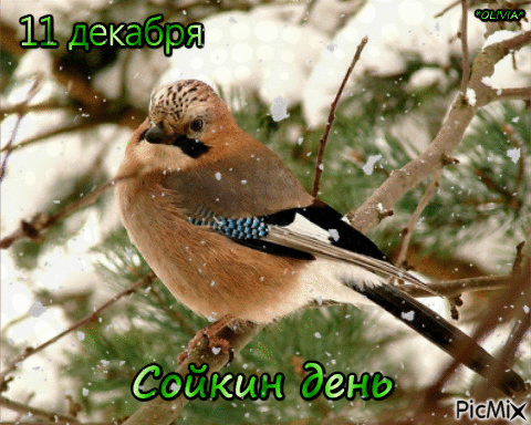 Сойкин день. Гифки со сойкиным днём