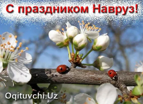 Картинки с праздником Навруз (120 открыток).