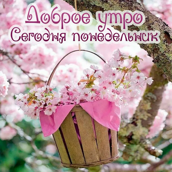 Красивые открытки и картинки Добрым утром понедельника.
