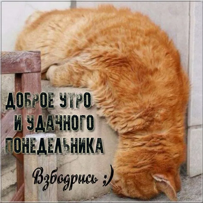 Красивые открытки и картинки Добрым утром понедельника.