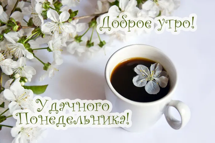 Красивые открытки и картинки Добрым утром понедельника.