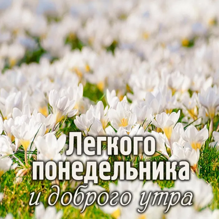 Красивые открытки и картинки Добрым утром понедельника.