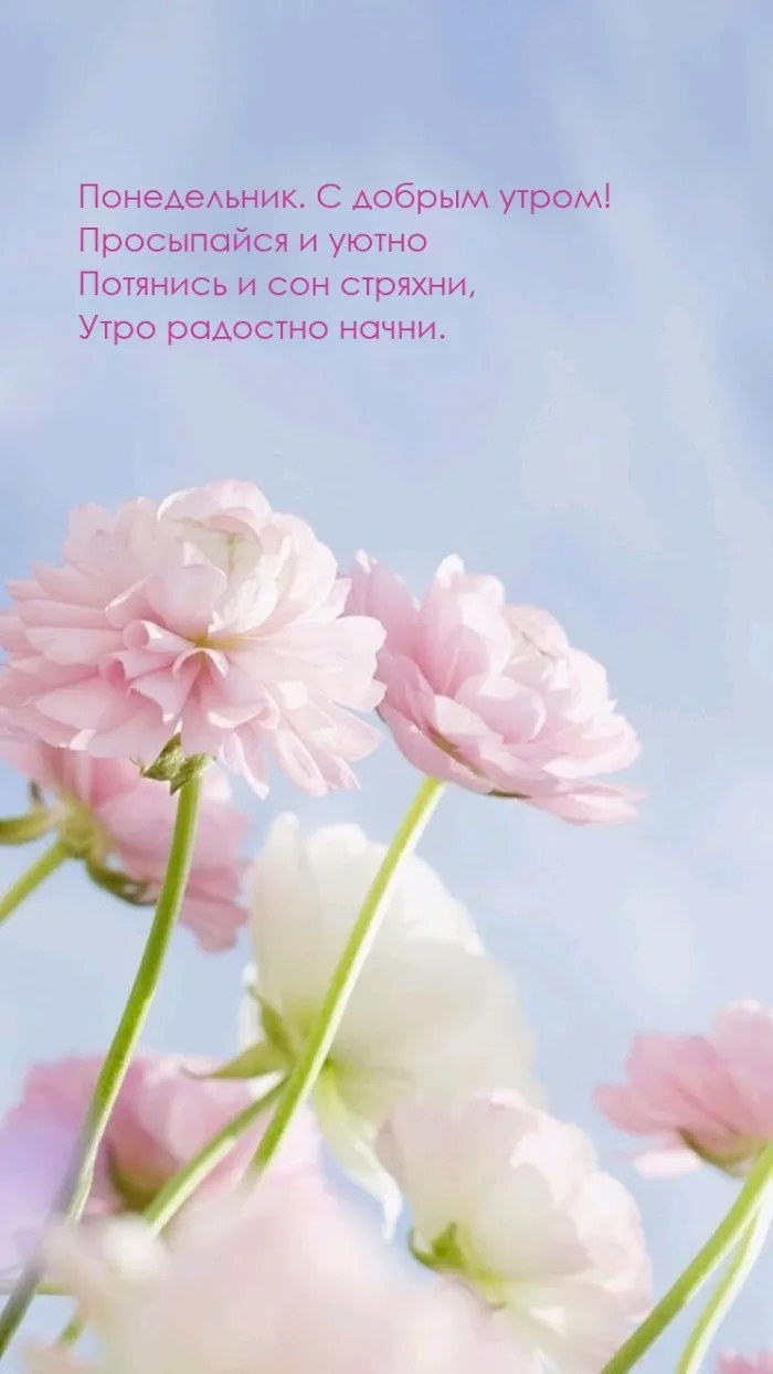 Красивые открытки и картинки Добрым утром понедельника.