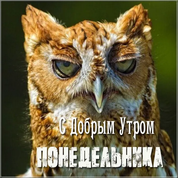 Красивые открытки и картинки Добрым утром понедельника.