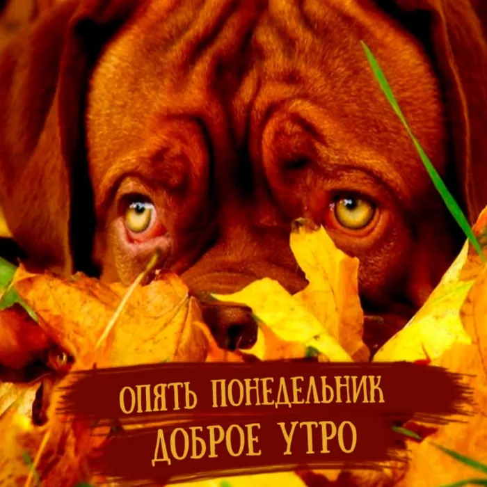 Красивые открытки и картинки Добрым утром понедельника.