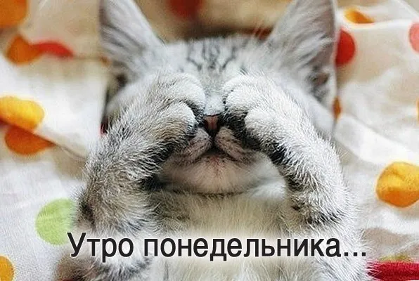Красивые открытки и картинки Добрым утром понедельника.