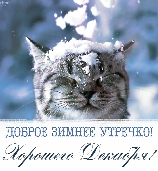 Доброе утро декабря. Доброе утро декабря - прикольные картинки