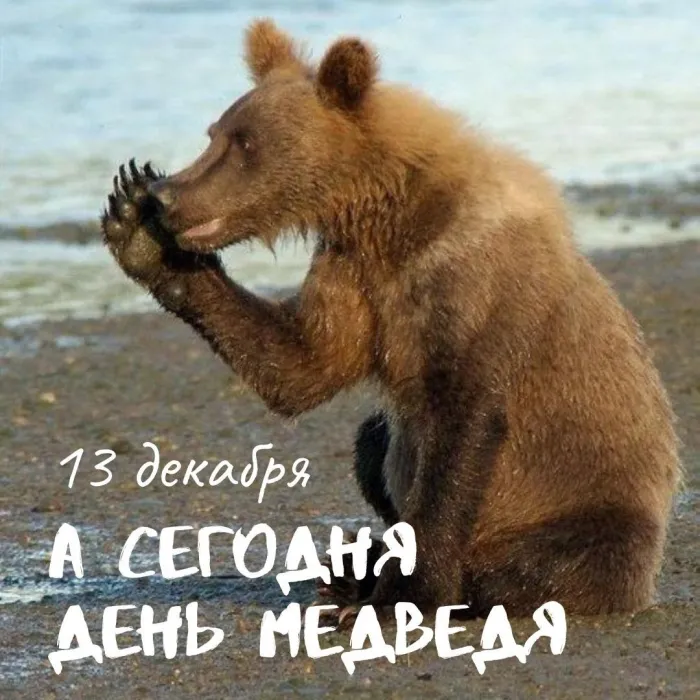 День медведя. Картинки с поздравлениями с днём медведя